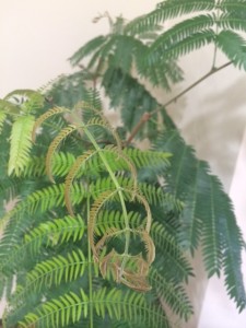 チェアーの癒し
